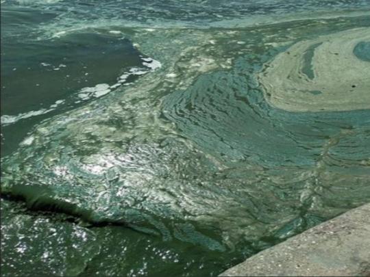 На единственном курорте боевиков «ДНР» море покрылось зловонной зеленой пеной (фото, видео)