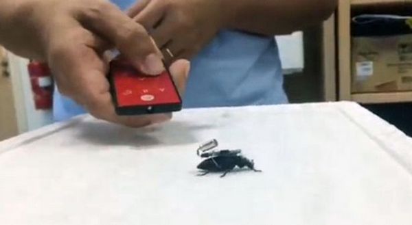 Сингапурские ученые создали жуков-киборгов для поиска людей под завалами зданий (фото)