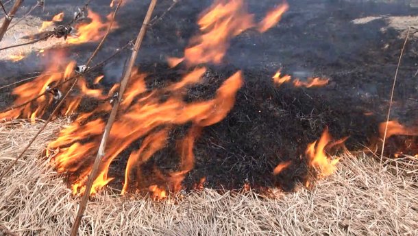 Чому не можна спалювати стерню: непоправні наслідки для природи і здоровя людини