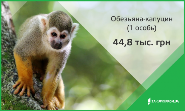 Что стоит за главными #зрадами в ProZorro?