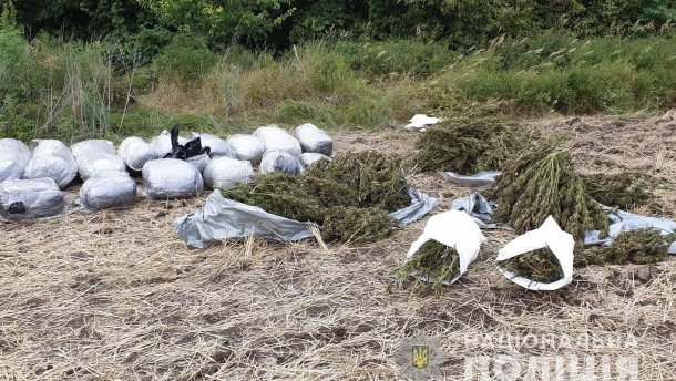 На Луганщині 150 кілограмів марихуани поліцейські знайшли просто неба: фото