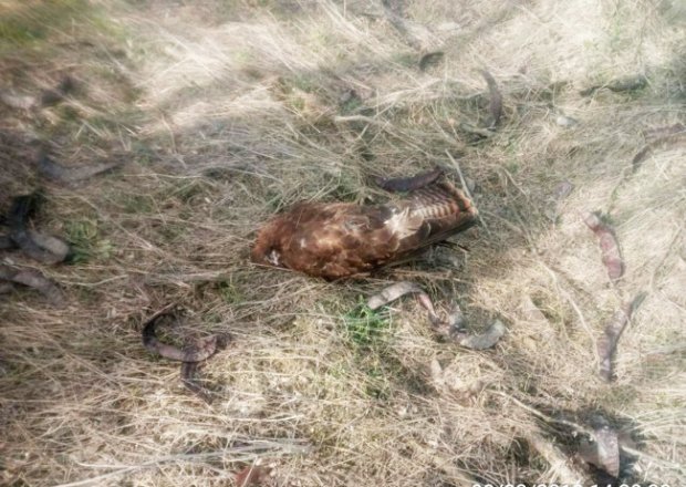 На Запоріжжі масово гинуть птахи, лисиці та собаки