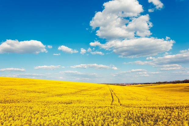 Ринок землі: фермерам – кредити, олігархам – обмеження