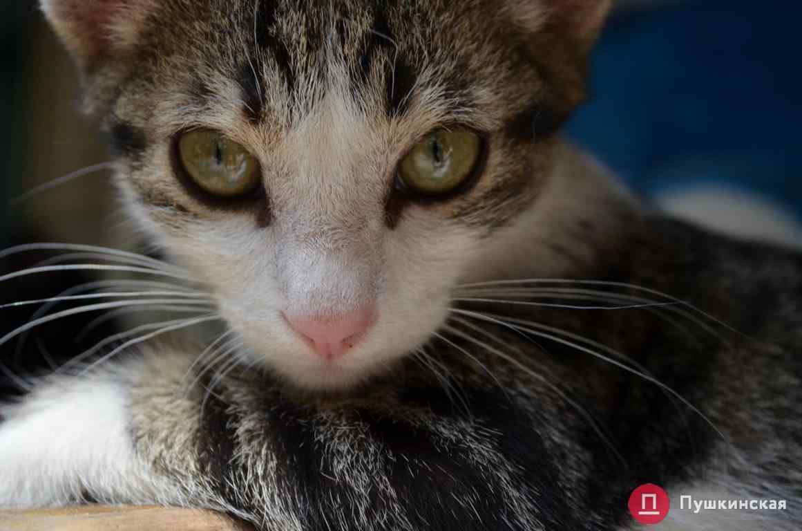 «Все они — выкинуты людьми»: котики из одесских приютов, которые очень нуждаются в новых семьях. Фото