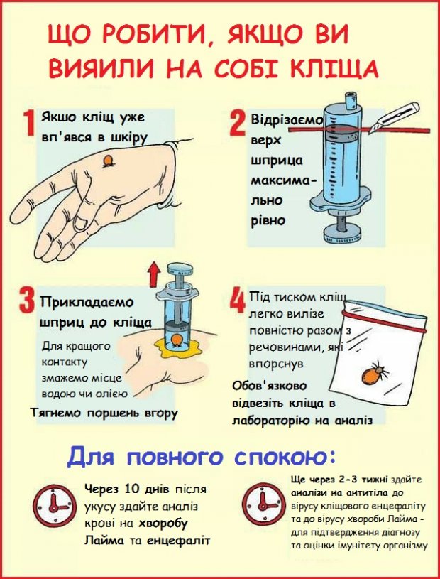 Як витягнути кліща в домашніх умовах: популярний лайфхак