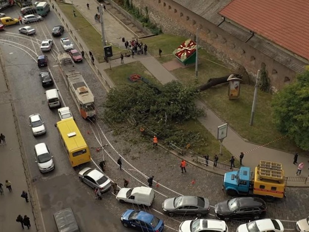 Нещастя допомогло: повалений вітром у центрі Львова 200-літній ясен стане музейним експонатом