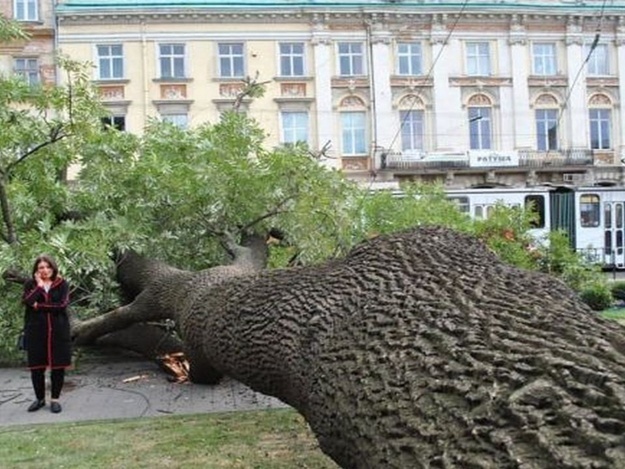 Нещастя допомогло: повалений вітром у центрі Львова 200-літній ясен стане музейним експонатом