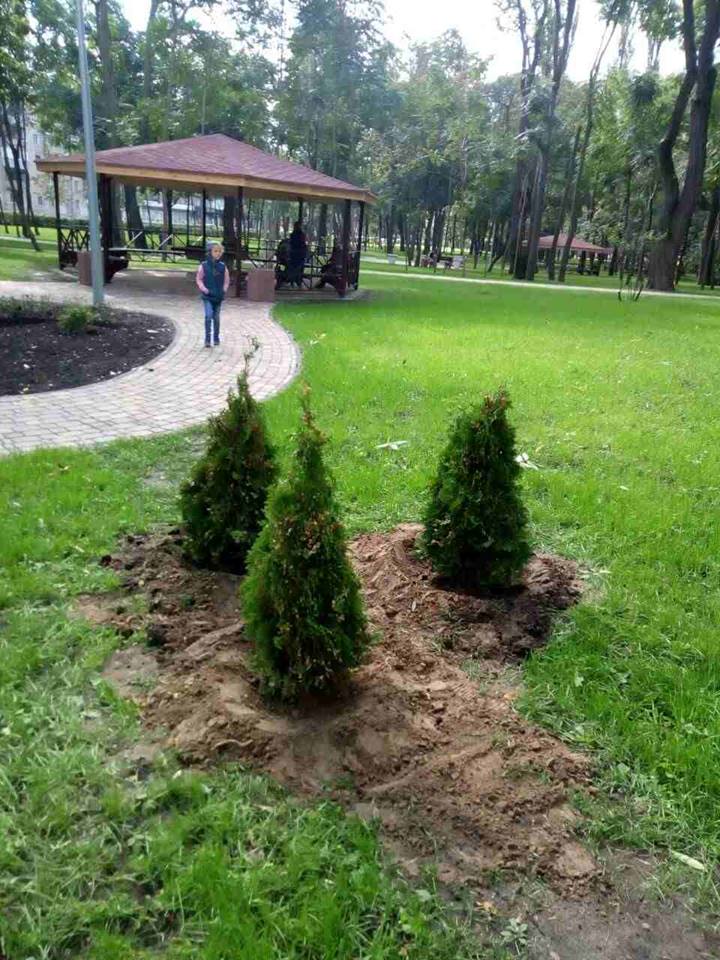 В киевском парке украли недавно высаженные деревья, - Киевзеленстрой