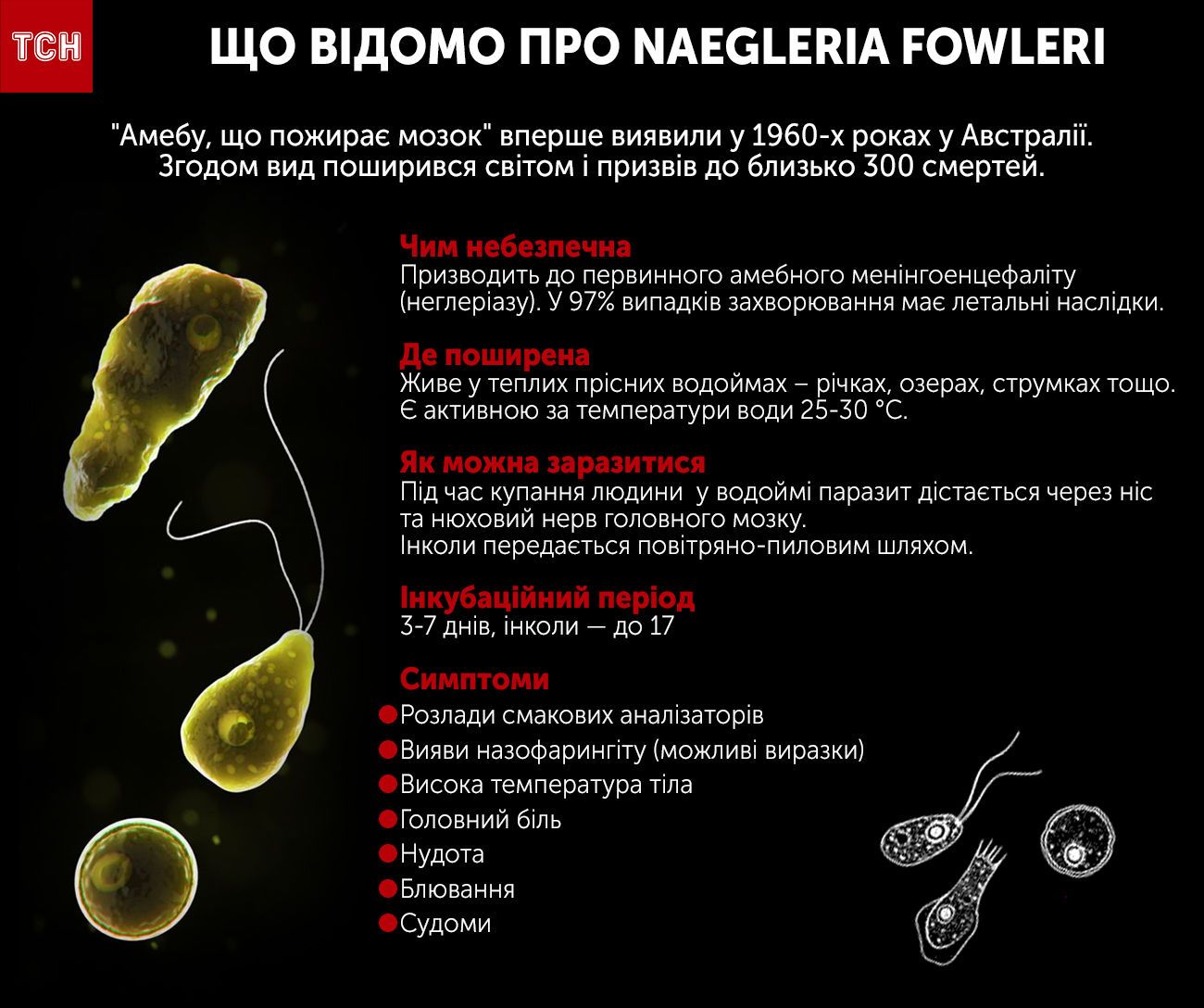 В США гибнут от амебы, пожирающей мозг. Чем опасна Naegleria fowleri и как уберечься от заражения