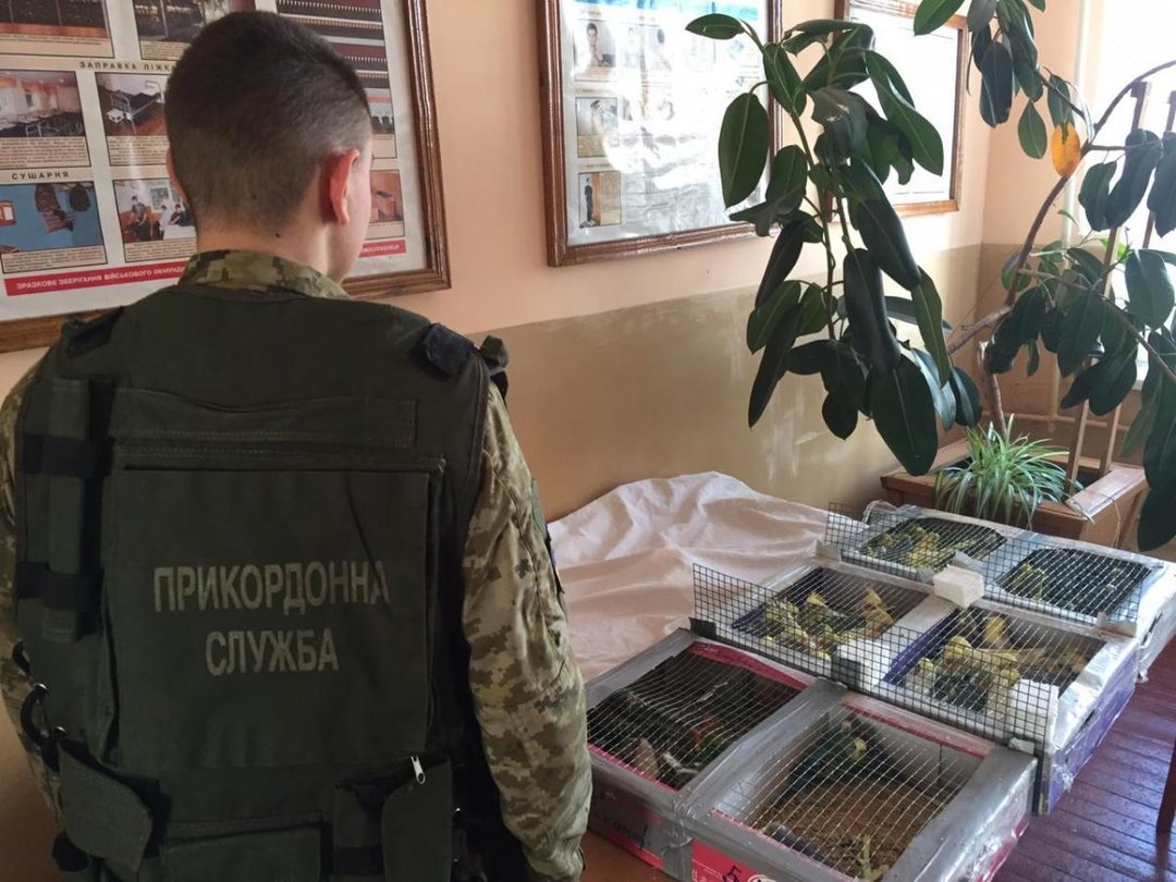 Живая контрабанда: на границе с Беларусью задержали украинца со 150 попугаями