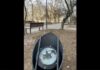 В Одессе вандалы повредили недавно установленную подсветку деревьев за 1,5 миллиона