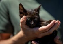 Получил имя и обрел хозяина: новые подробности спасения котенка с острова Змеиный