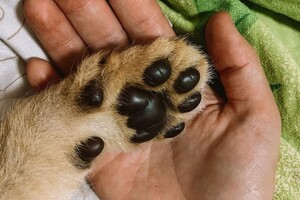 Одесские ветеринары спасли троих львят из Херсона, мама которых умерла от голода