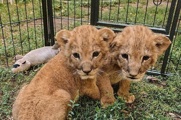 Одесские ветеринары спасли троих львят из Херсона, мама которых умерла от голода