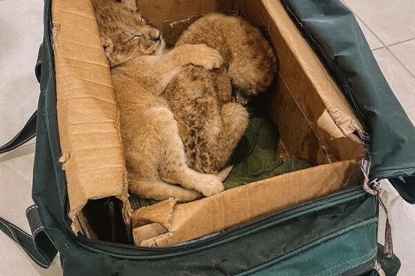 Одесские ветеринары спасли троих львят из Херсона, мама которых умерла от голода