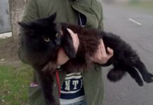 Одессит пытался сбежать из страны вместе с черным котом
