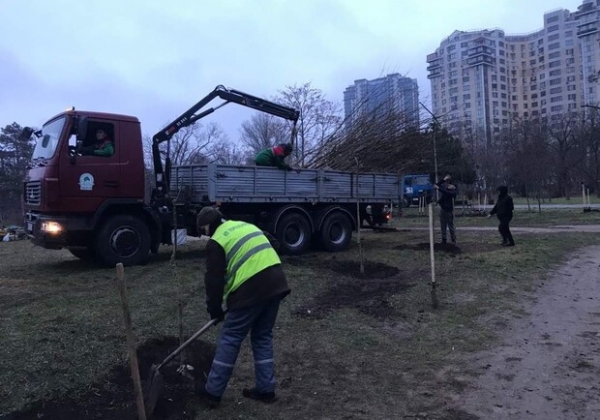 В парке Победы коммунальщики высадили 63 саженцев софоры
