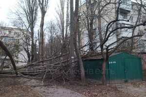 В Одессе начался древопад из-за сильно ветра 