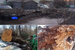 В Одессе начался древопад из-за сильно ветра 