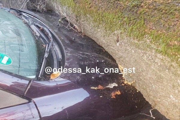 В Одессе начался древопад из-за сильно ветра 