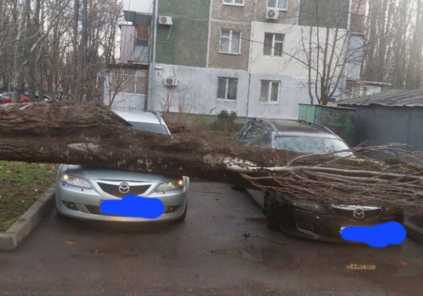 В Одессе начался древопад из-за сильно ветра 