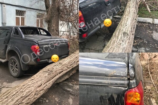 В Одессе начался древопад из-за сильно ветра 