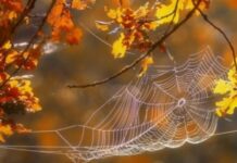 Немного похолодает: какая погода будет в Одессе на следующей неделе